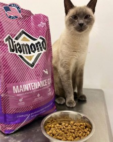 DIAMOND MANTENIMIENTO GATO